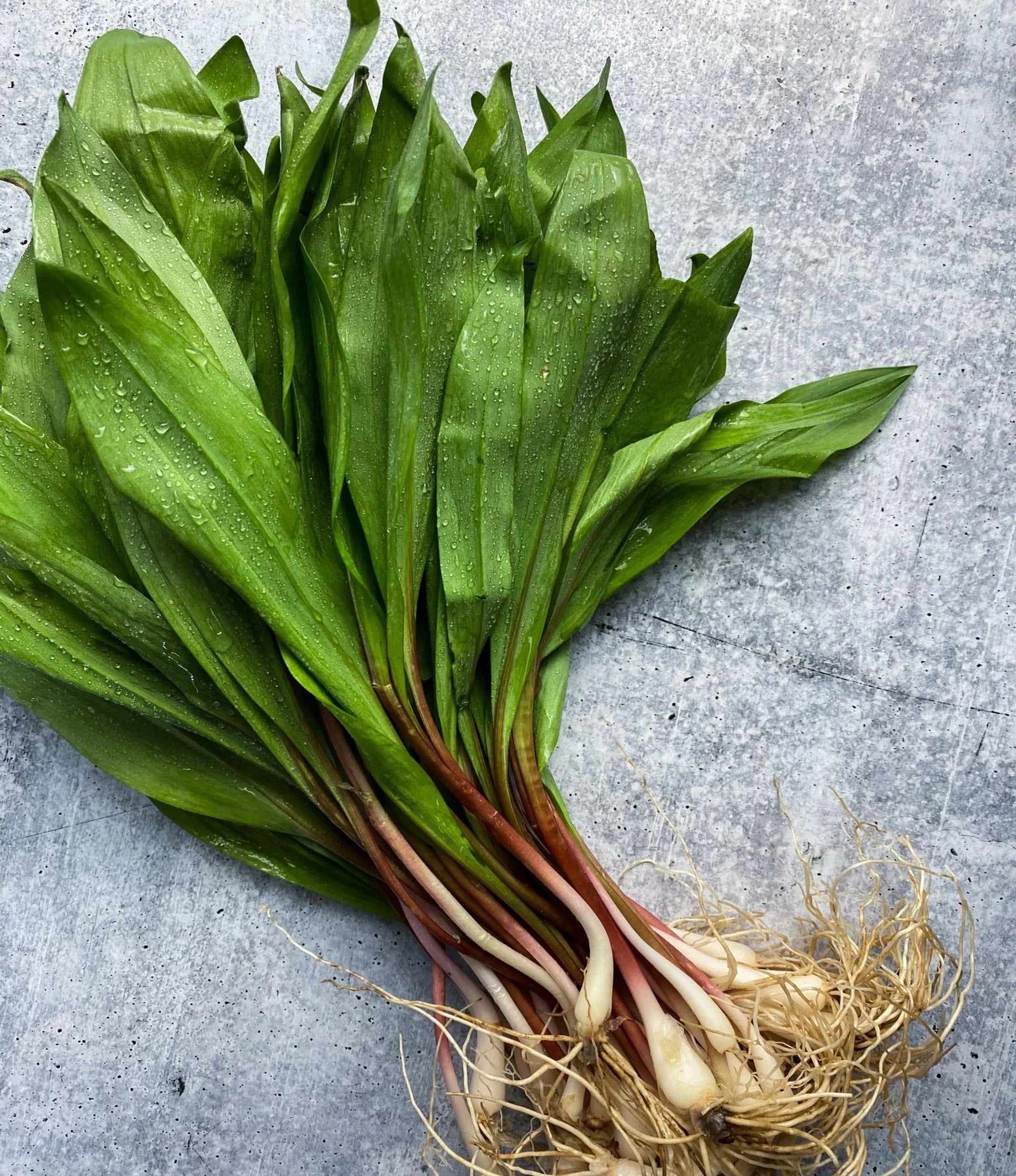 Wild Ramps - 1 pound washed – Domaine Caviar