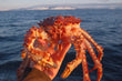 Live Norwegian Red King Crab